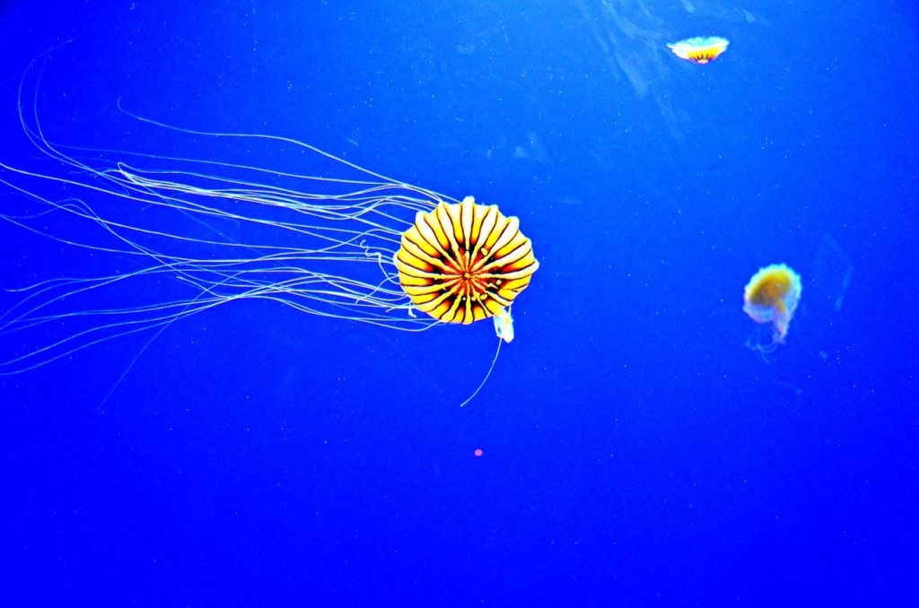 Jellyfish